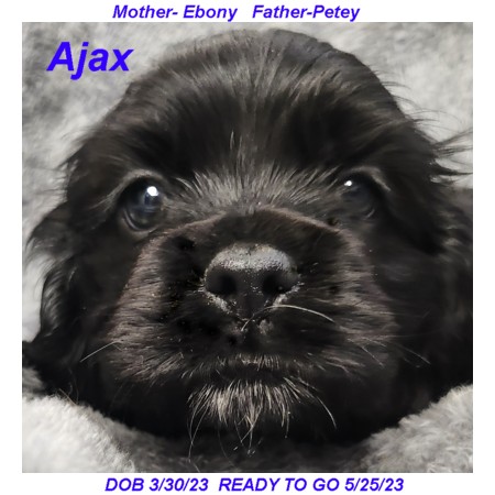 puppy, for, sale, Cocker Spaniel, Joe & Cherri  Overlease, dog, breeder, Miller, MO, dog-breeder, puppy-for-sale, forsale, nearby, find, puppyfind, locator, puppylocator, aca